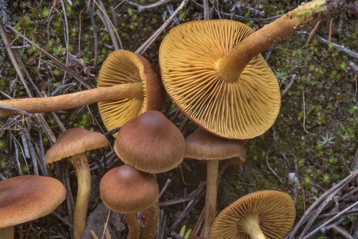 Гриб паутинник шафрановый