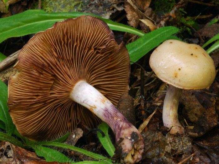 Паутинник сизоножковый гриб