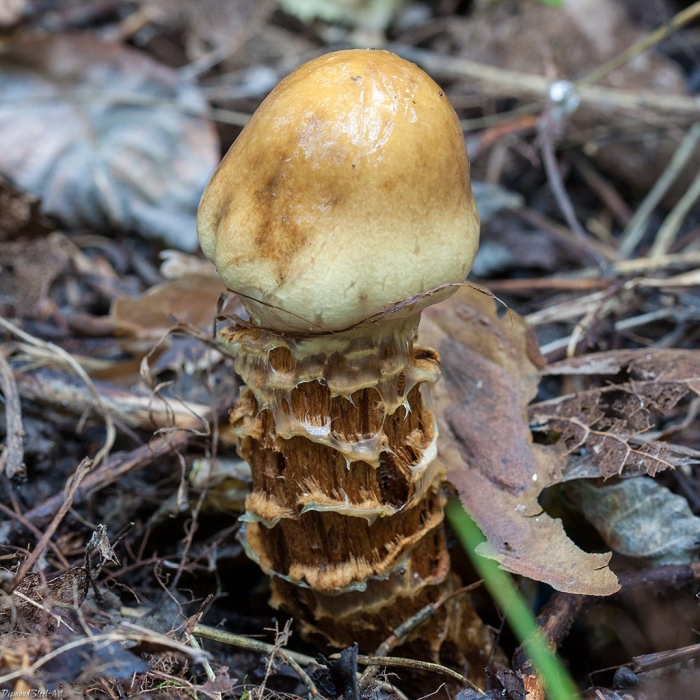 Паутинник обыкновенный cortinarius trivialis