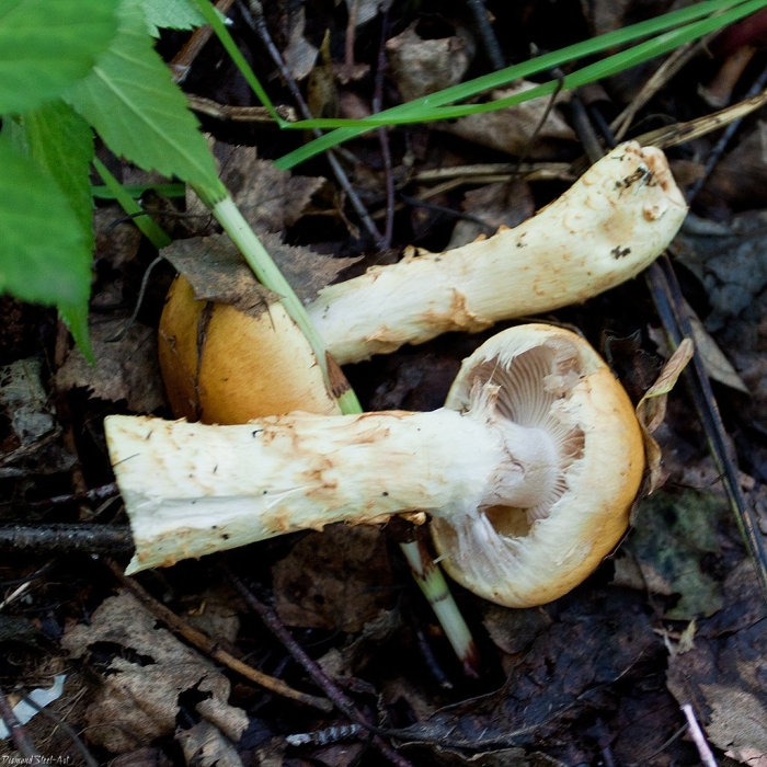 Паутинник обыкновенный съедобный