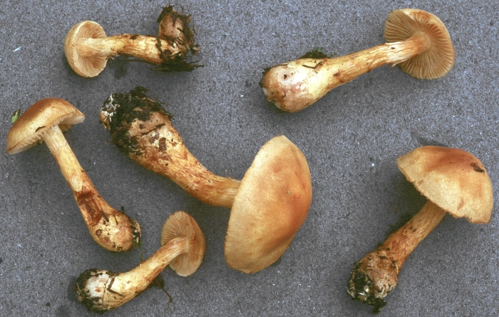 Паутинник блестящий