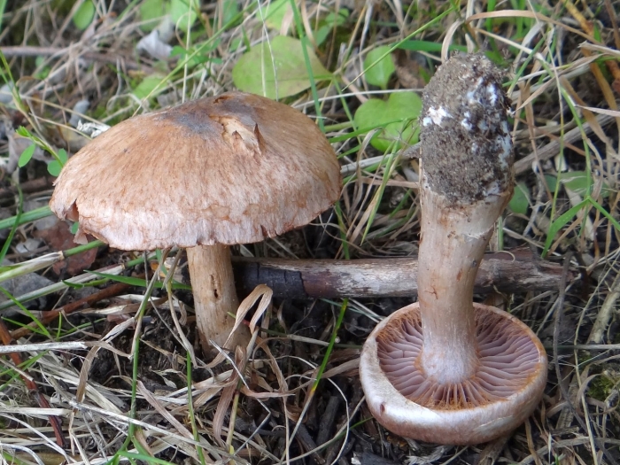 Паутинник сизоножковый