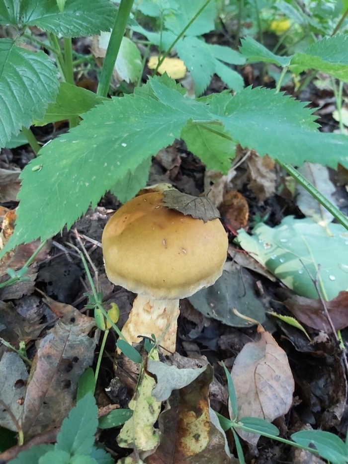 Паутинник абрикосово желтый