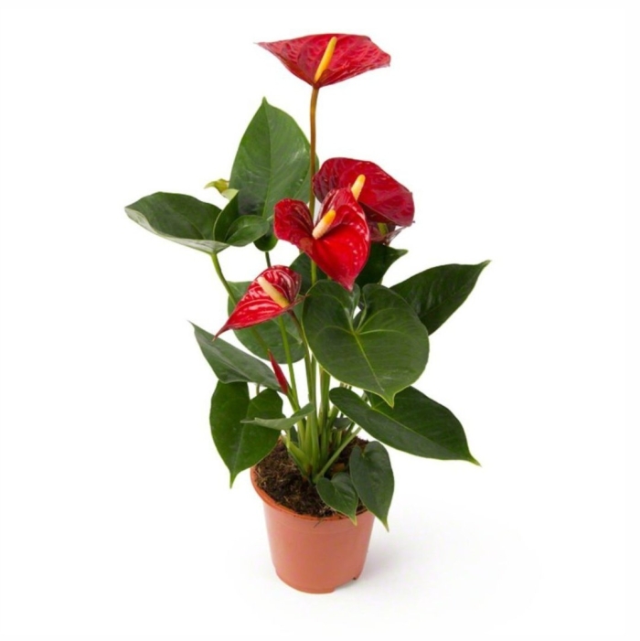 Антуриум red king