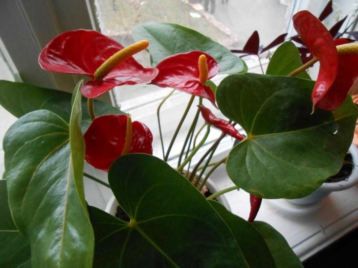 Антуриум зацветает