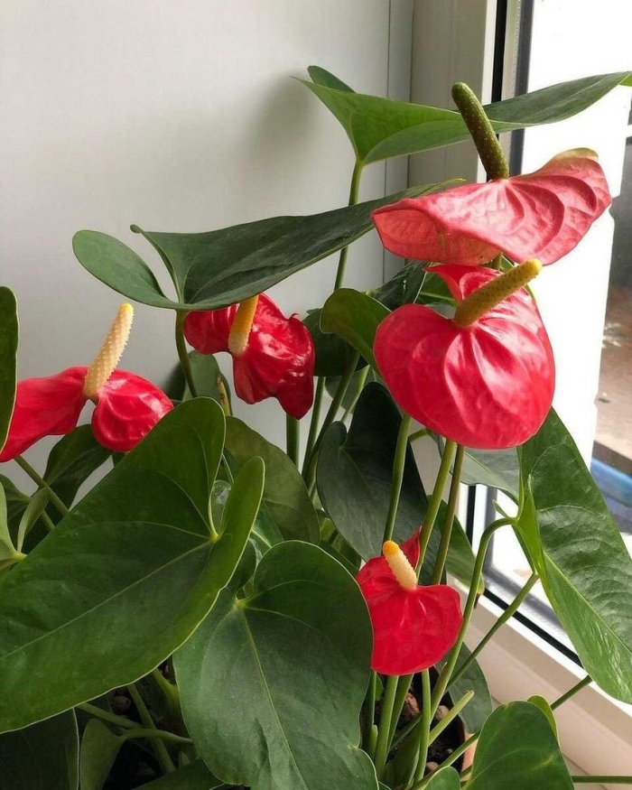 Антуриум уход в домашних условиях