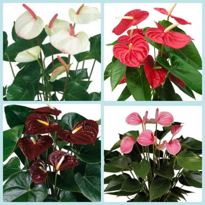 Антуриум высота растения