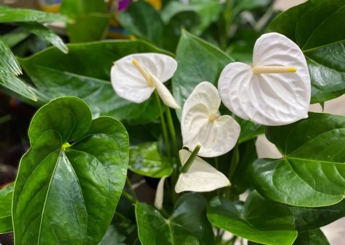 Антуриум монтана