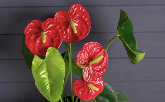 Антуриум ароидные