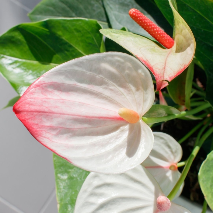 Антуриум адиос уайт