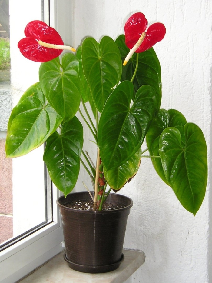 Anthurium andreanum