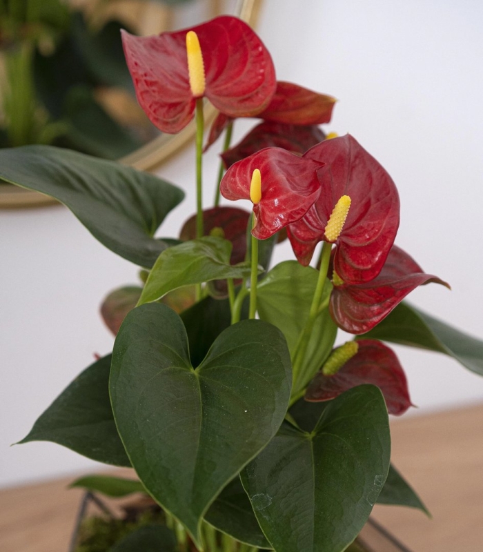 Антуриум андрианум чемпион красный