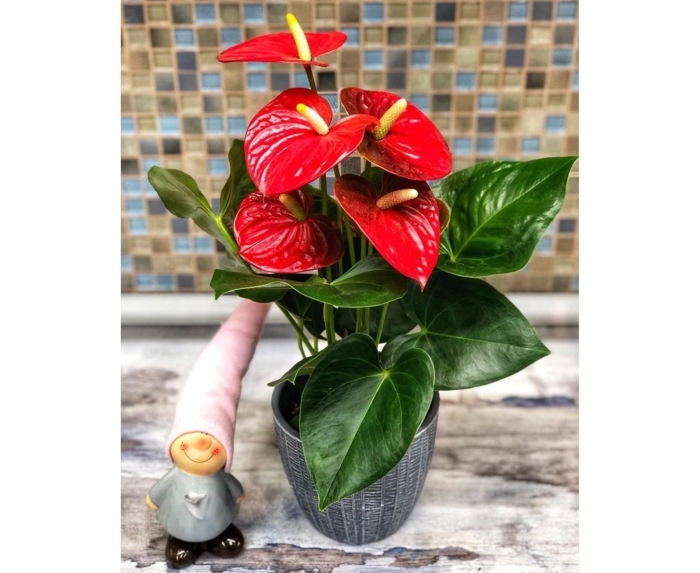 Антуриум амалия элеганс