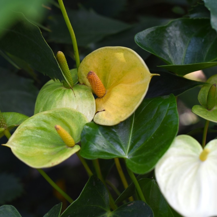 Anthurium andreanum 'vanilla'