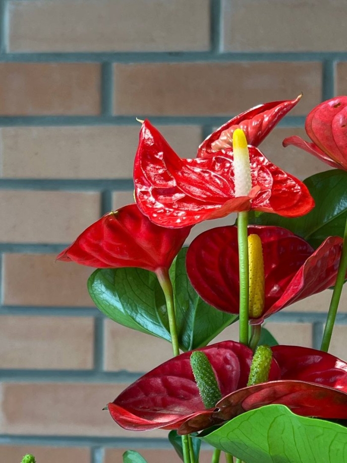 Антуриум коро