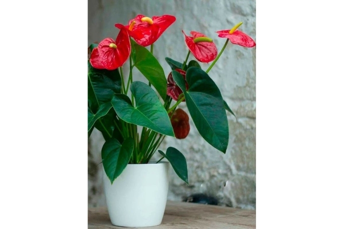 Антуриум андрианум