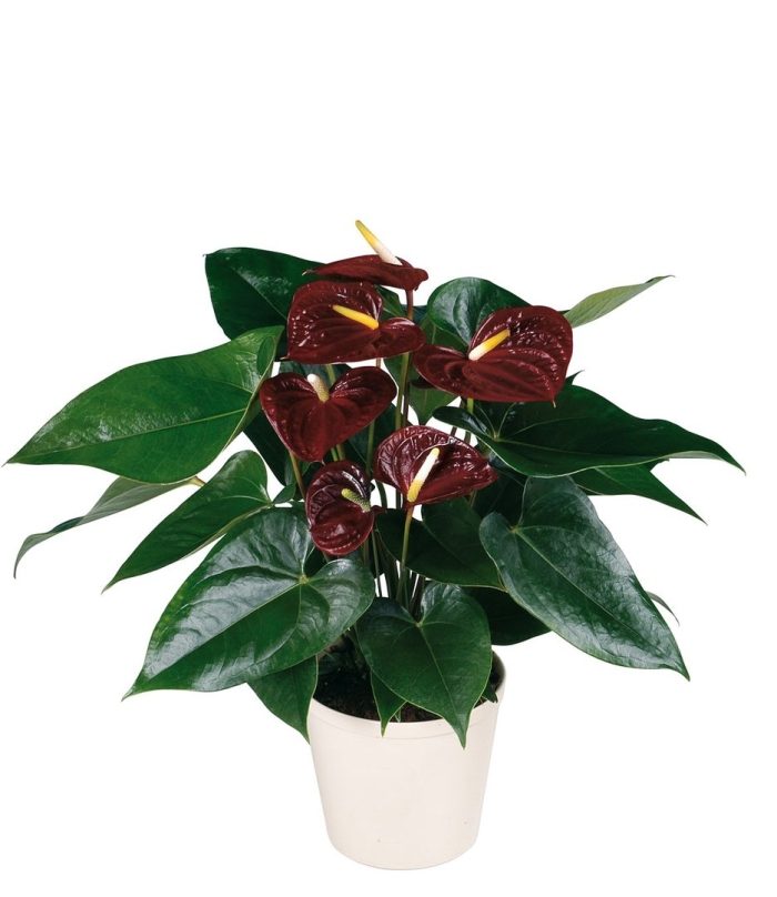 Антуриум адиос шоколад