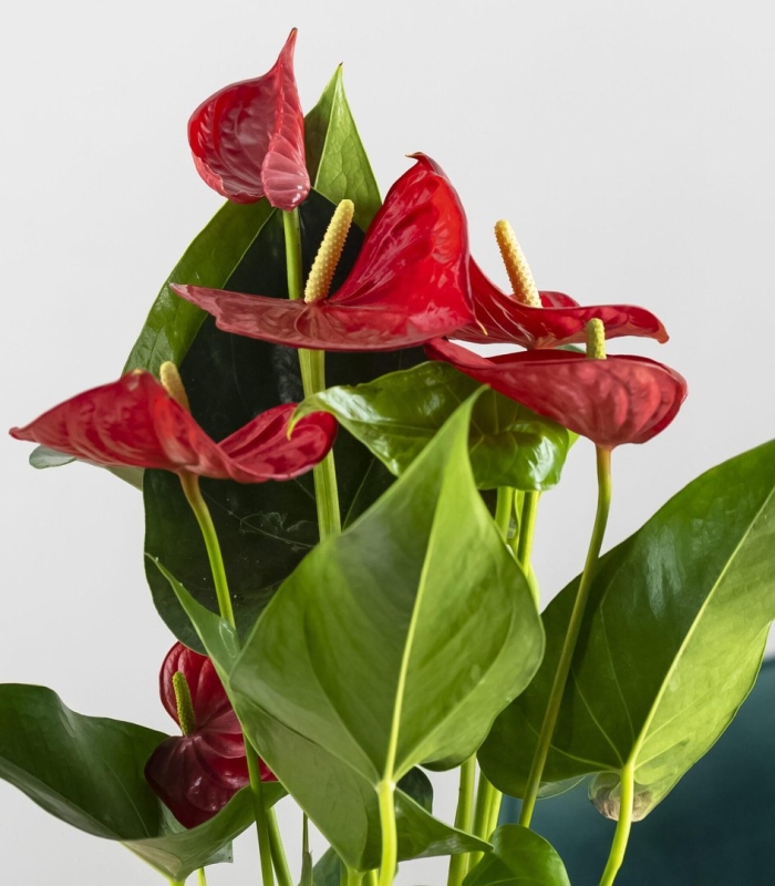 Антуриум чемпион красный