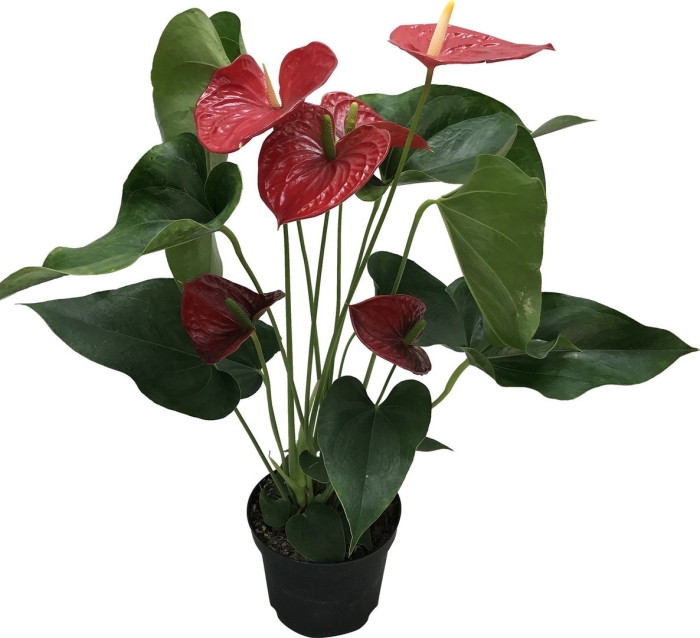 Антуриум андре (андрианум)