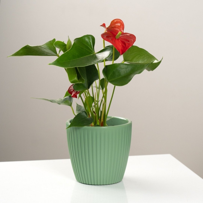 Антуриум цветок мужское счастье