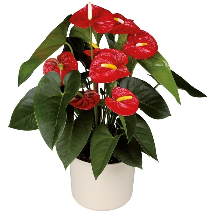 Растение антуриум