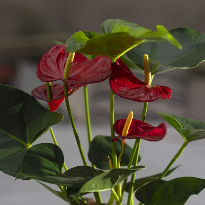 Антуриум красный