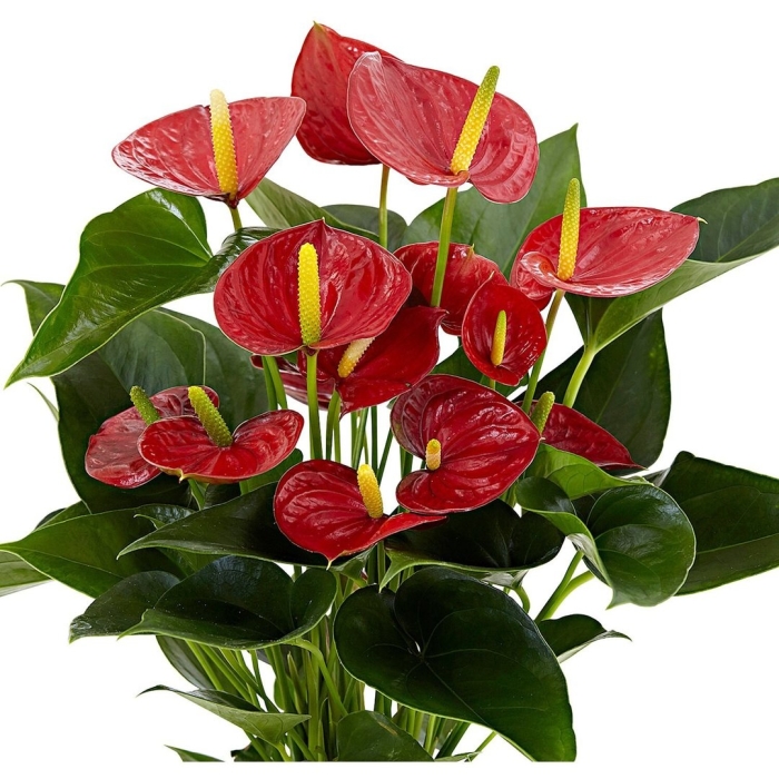 Антуриум алексия глориус