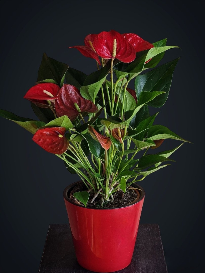 Антуриум мужское счастье