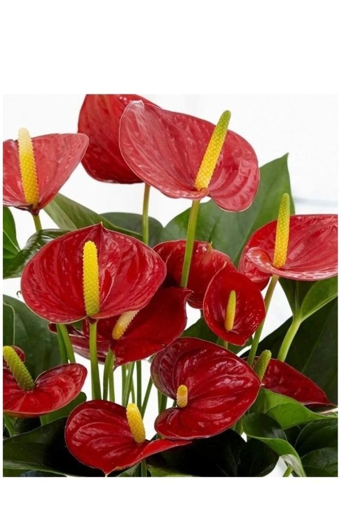 Антуриум многоцветковый