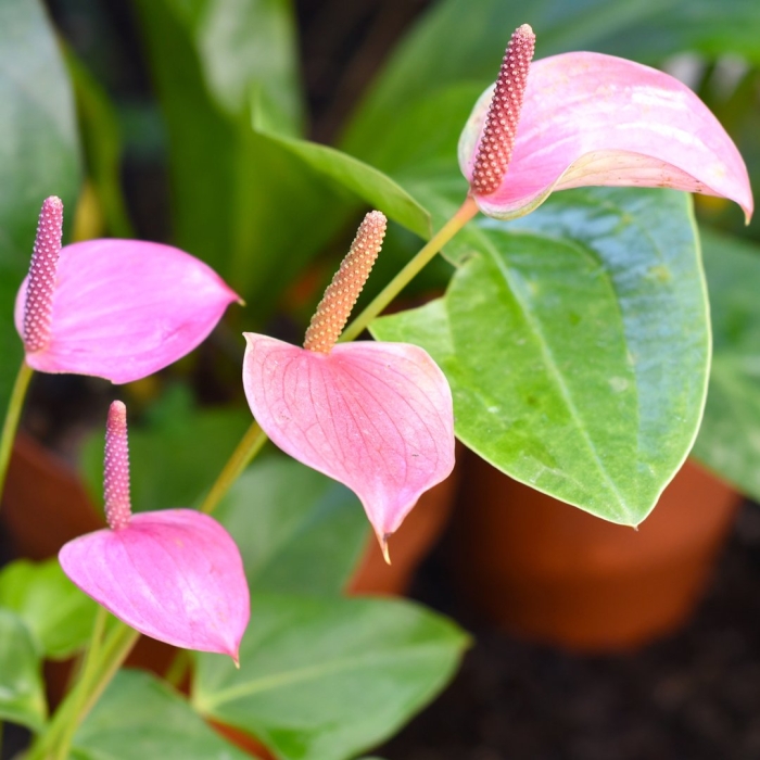 Антуриум фламинго браун