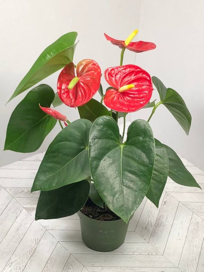 Антуриум андрианум