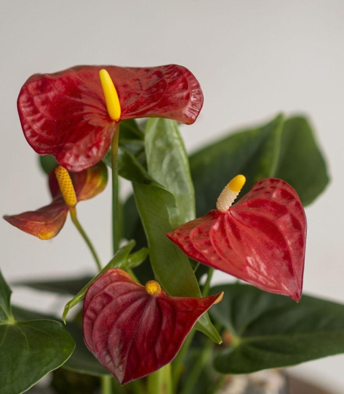 Красный антуриум