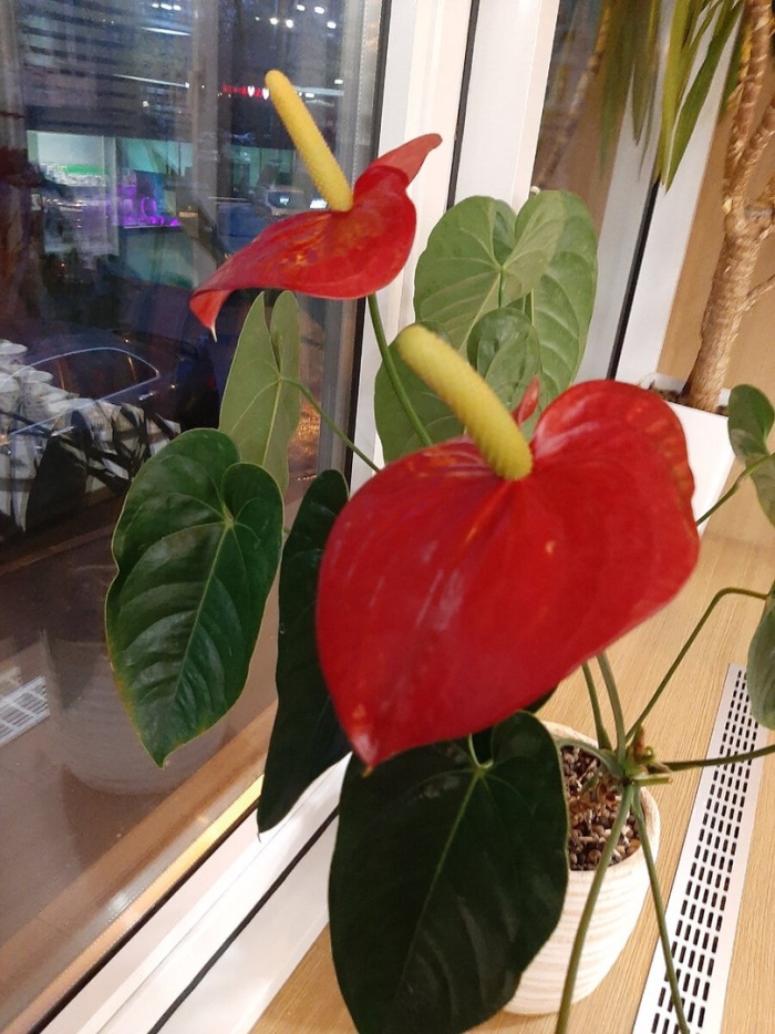 Мужское счастье цветок