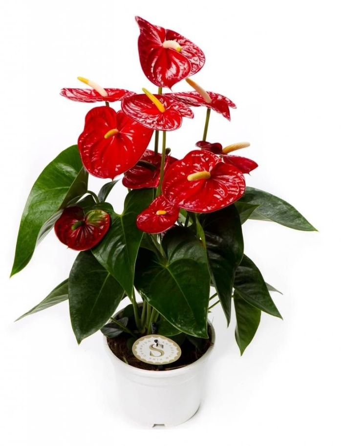 Антуриум андрианум красный