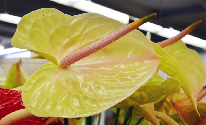 Антуриум еллоу