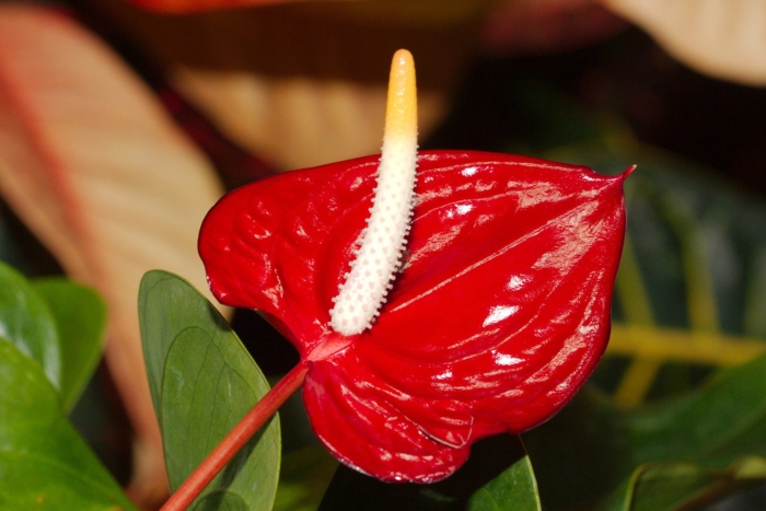 Антуриум андре гавайи