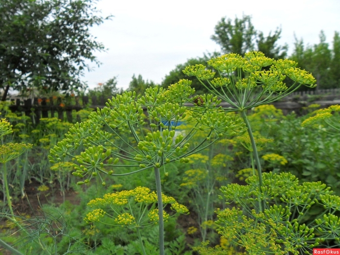Фенхель куст