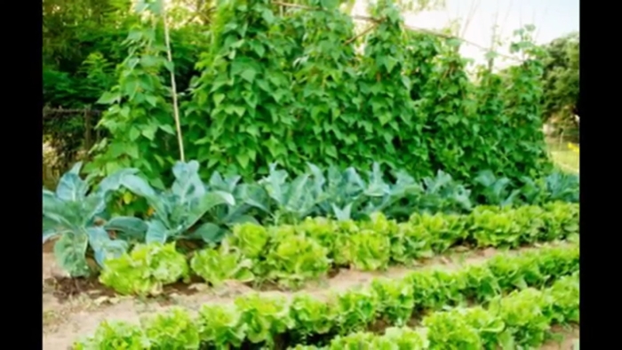 Овощи на грядке