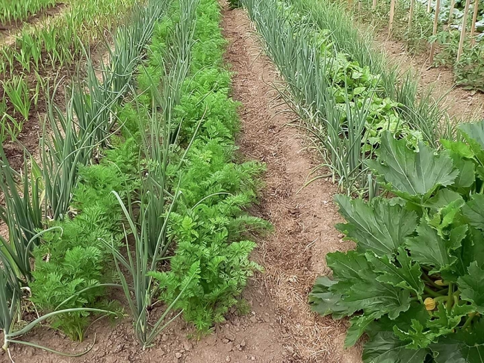 Совместные посадки овощей