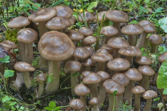 Лиофиллум симедзи