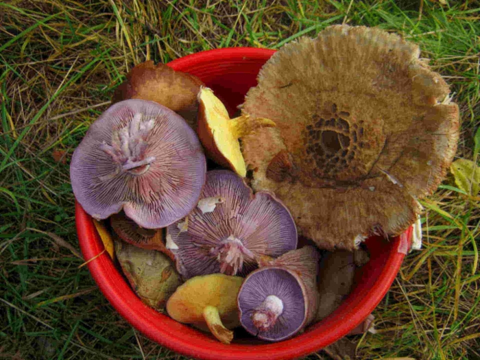 Грибы солоновики