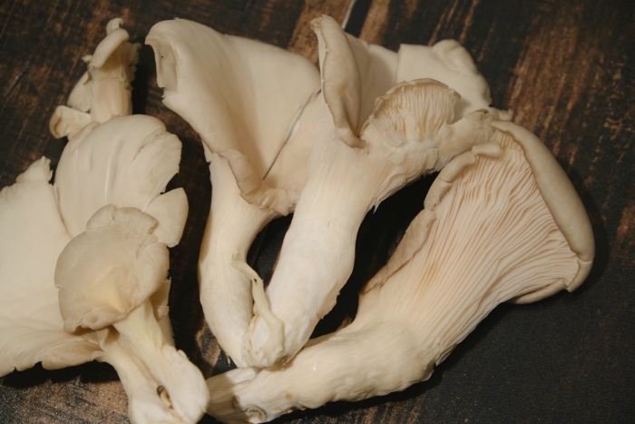 Вёшенка устричная pleurotus ostreatus