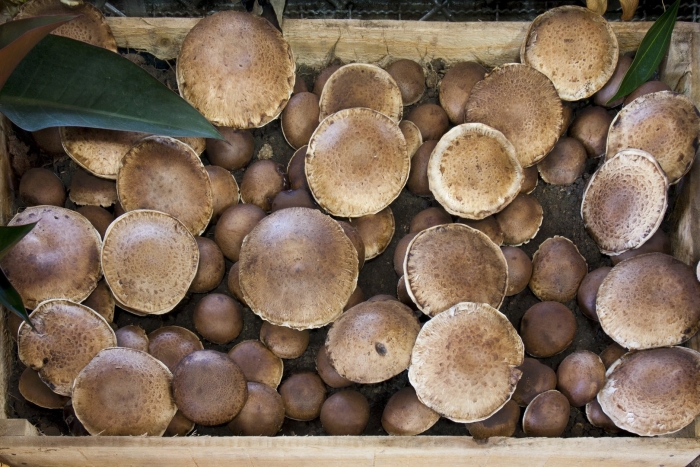 Портобелло гриб