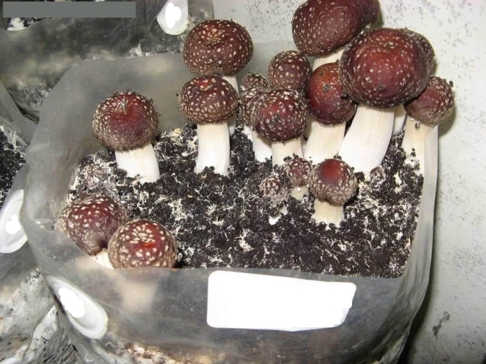 Stropharia rugosoannulata гриб