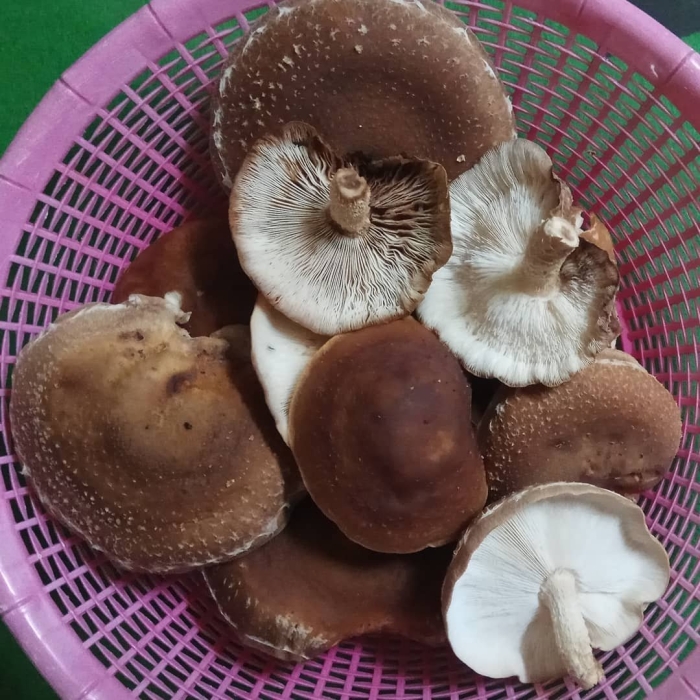 Шиитаке гриб