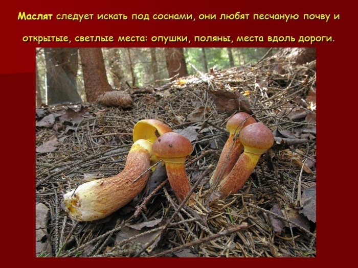 Ложный масленок гриб