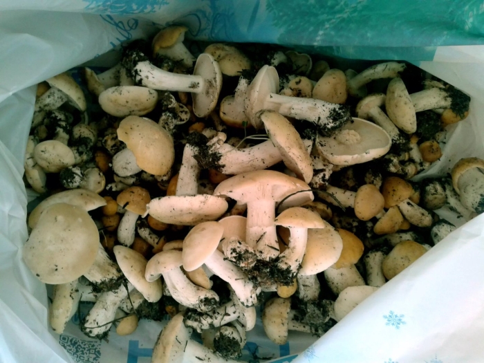 Рядовка гриб