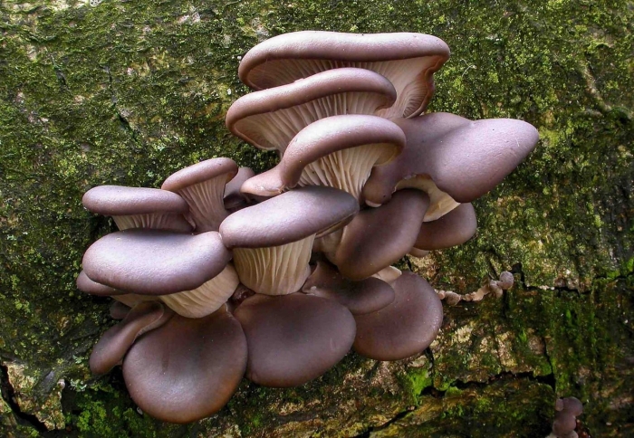 Вешенка обыкновенная (pleurotus ostreatus)