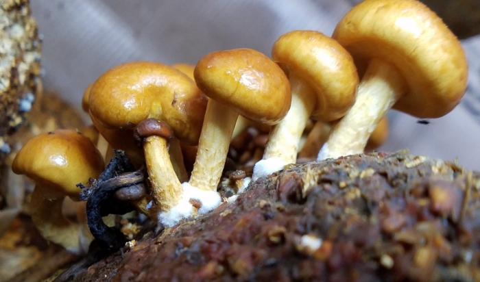 Чешуйчатка намеко