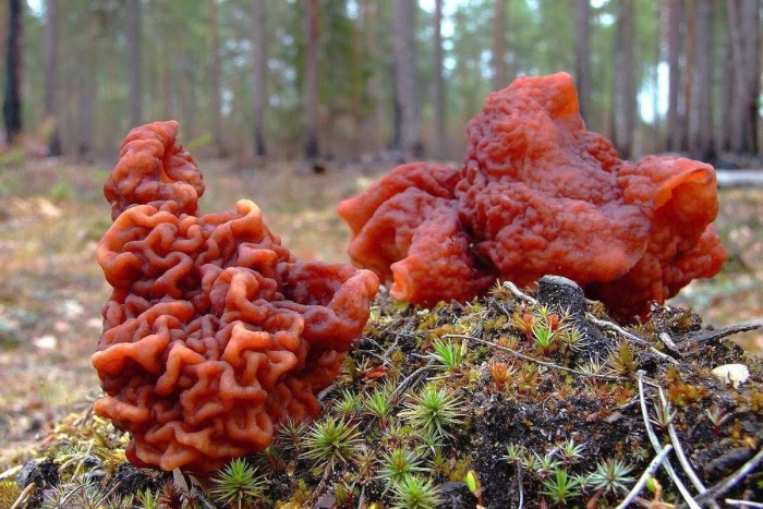 Строчок обыкновенный гриб